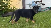 Blossom , a female German Shepherd Dog for sale in Fridley, MN – 2 of 4