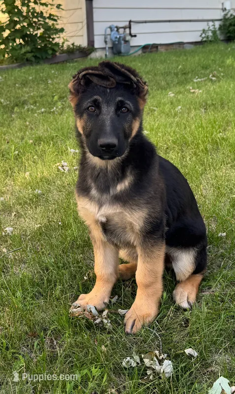 Ares – German Shepherd Dog puppy for sale in Fridley, MN