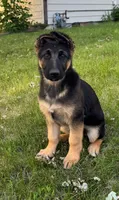 Ares, a male German Shepherd Dog for sale in Fridley, MN – 1 of 5