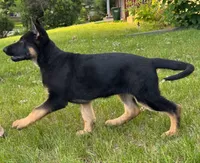 Blossom , a female German Shepherd Dog for sale in Fridley, MN – 4 of 4