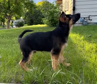 Ares, a male German Shepherd Dog for sale in Fridley, MN – 2 of 5
