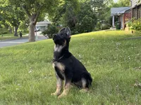 Blossom , a female German Shepherd Dog for sale in Fridley, MN – 3 of 4