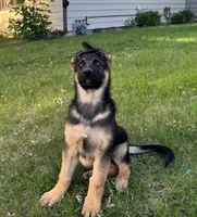 Ares, a male German Shepherd Dog for sale in Fridley, MN – 4 of 5