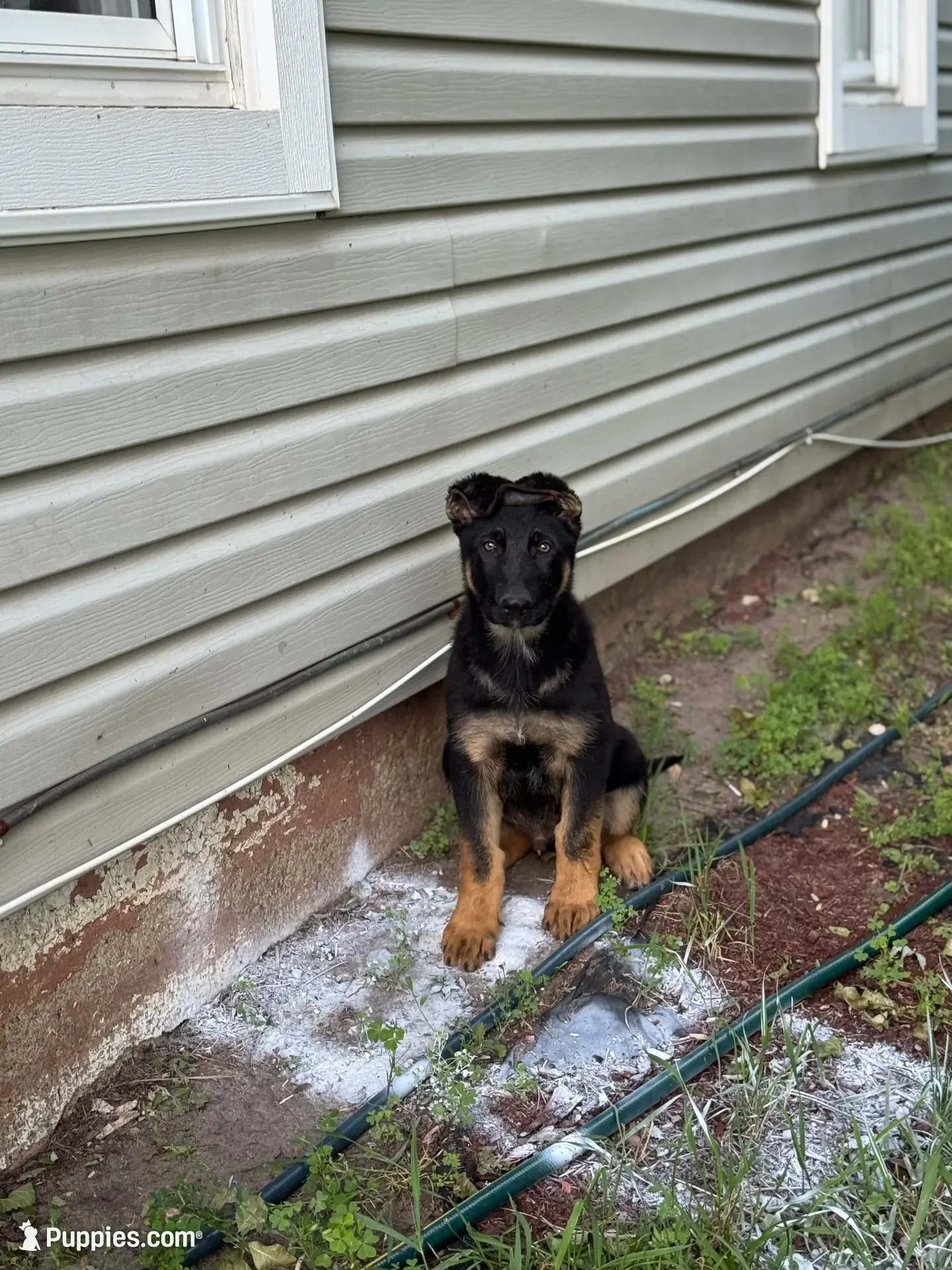Blu, a male German Shepherd Dog for sale in Fridley, MN – 2 of 7