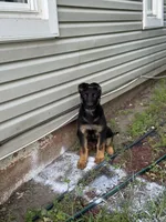 Blu, a male German Shepherd Dog for sale in Fridley, MN – 5 of 7