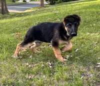 Green, a male German Shepherd Dog for sale in Fridley, MN – 2 of 6