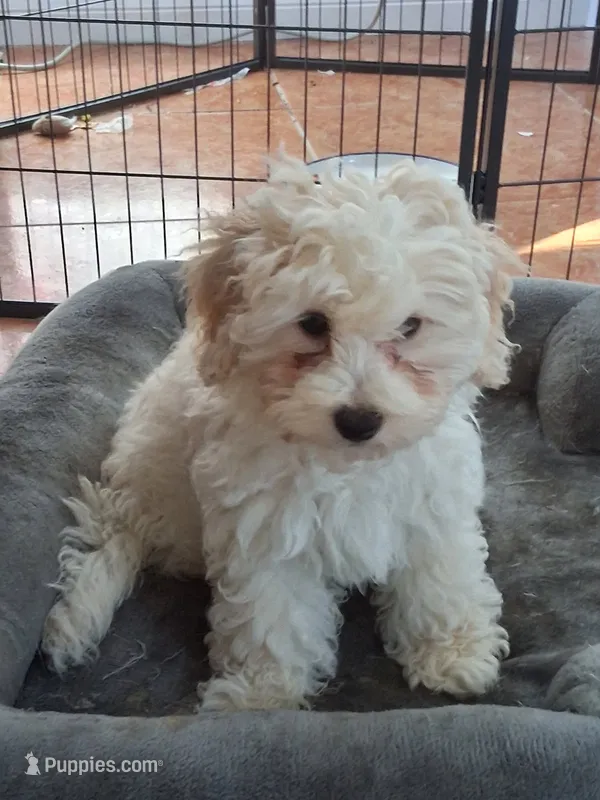 Tank – Havapoo puppy for sale in San Antonio, TX