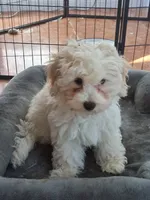 Tank, a male Havapoo for sale in San Antonio, TX – 1 of 4