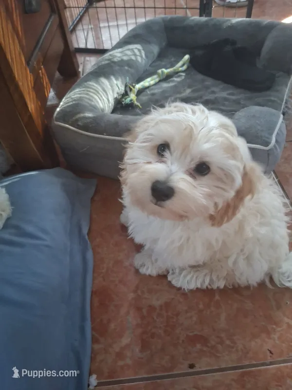 Sly – Havapoo puppy for sale in San Antonio, TX