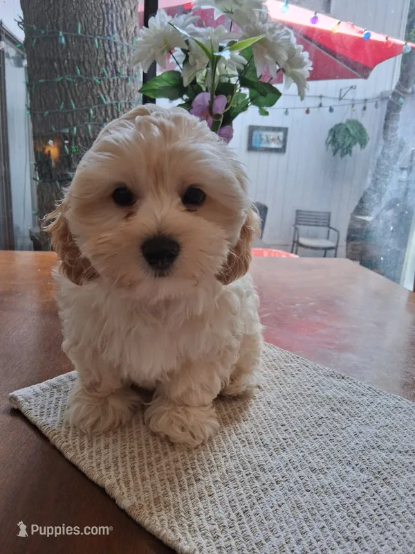 Sly – Havapoo puppy for sale in San Antonio, TX