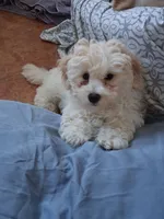 Tank, a male Havapoo for sale in San Antonio, TX – 2 of 4