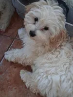Sly, a male Havapoo for sale in San Antonio, TX – 2 of 2