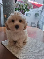 Curly, a male Havapoo for sale in San Antonio, TX – 1 of 1