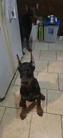 Zeus, a male Doberman Pinscher for sale in Midwest City, OK – 3 of 8