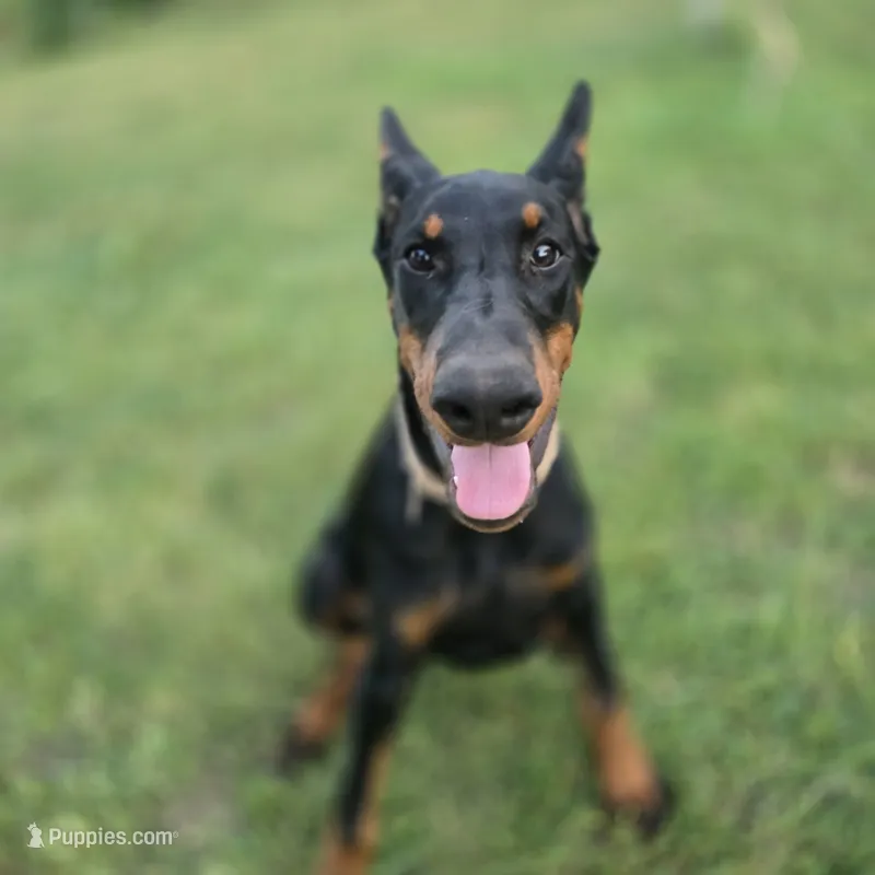Princess – Doberman Pinscher puppy for sale in Midwest City, OK