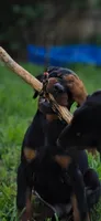 Zeus, a male Doberman Pinscher for sale in Midwest City, OK – 2 of 8