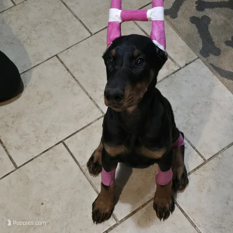 Princess – Doberman Pinscher puppy for sale in Midwest City, OK