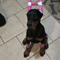 Princess, a female Doberman Pinscher for sale in Midwest City, OK – 1 of 8