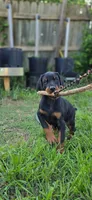Luscious, a male Doberman Pinscher for sale in Midwest City, OK – 5 of 8