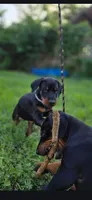 Luscious, a male Doberman Pinscher for sale in Midwest City, OK – 2 of 8