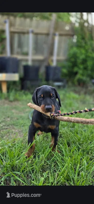 Luscious – Doberman Pinscher puppy for sale in Midwest City, OK