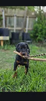 Luscious, a male Doberman Pinscher for sale in Midwest City, OK – 1 of 8