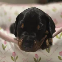 Luscious, a male Doberman Pinscher for sale in Midwest City, OK – 6 of 8