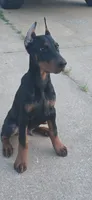 Lucius, a male Doberman Pinscher for sale in Midwest City, OK – 7 of 8