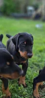 Zeus, a male Doberman Pinscher for sale in Midwest City, OK – 4 of 8