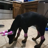 Princess, a female Doberman Pinscher for sale in Midwest City, OK – 2 of 8