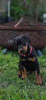 Princess, a female Doberman Pinscher for sale in Midwest City, OK – 4 of 10