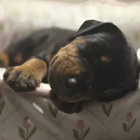 Princess, a female Doberman Pinscher for sale in Midwest City, OK – 4 of 8