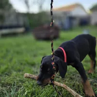 Princess, a female Doberman Pinscher for sale in Midwest City, OK – 7 of 8