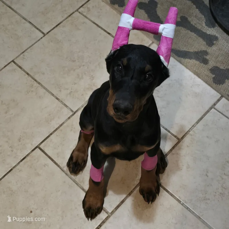 Princess – Doberman Pinscher puppy for sale in Midwest City, OK