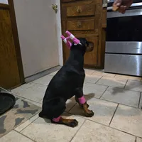 Princess, a female Doberman Pinscher for sale in Midwest City, OK – 6 of 10