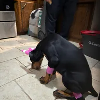 Princess, a female Doberman Pinscher for sale in Midwest City, OK – 5 of 10