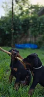 Luscious, a male Doberman Pinscher for sale in Midwest City, OK – 8 of 8