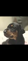 Zeus, a male Doberman Pinscher for sale in Midwest City, OK – 8 of 8