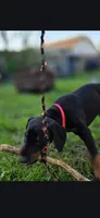 Princess, a female Doberman Pinscher for sale in Midwest City, OK – 7 of 10