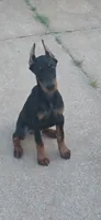 Lucius, a male Doberman Pinscher for sale in Midwest City, OK – 1 of 8