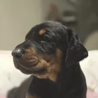 Princess, a female Doberman Pinscher for sale in Midwest City, OK – 5 of 8
