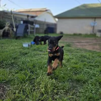 Princess, a female Doberman Pinscher for sale in Midwest City, OK – 8 of 8