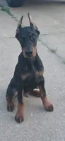 Lucius, a male Doberman Pinscher for sale in Midwest City, OK – 8 of 8