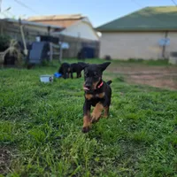 Princess, a female Doberman Pinscher for sale in Midwest City, OK – 9 of 10