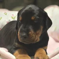 Luscious, a male Doberman Pinscher for sale in Midwest City, OK – 7 of 8