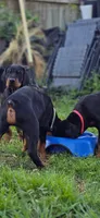Zeus, a male Doberman Pinscher for sale in Midwest City, OK – 5 of 8