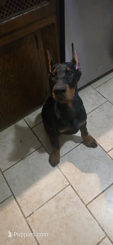 Zeus – Doberman Pinscher puppy for sale in Midwest City, OK