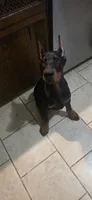 Zeus, a male Doberman Pinscher for sale in Midwest City, OK – 1 of 8