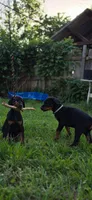 Luscious, a male Doberman Pinscher for sale in Midwest City, OK – 3 of 8