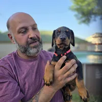 Princess, a female Doberman Pinscher for sale in Midwest City, OK – 6 of 8